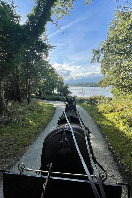 Killarney Carriage Tours National Park and Lakes - Red deer parks and mountain scenery from the carriage