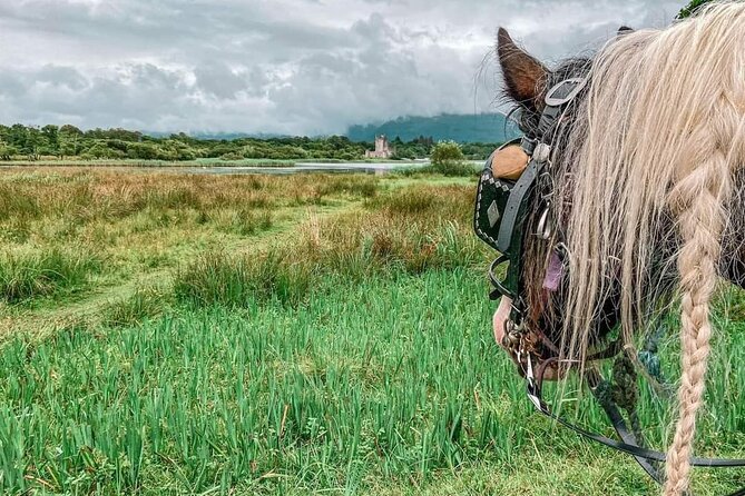 Killarney Jaunting Car Tour - Killarney National Park, from the cart: lakes, wildlife, and big mountain views