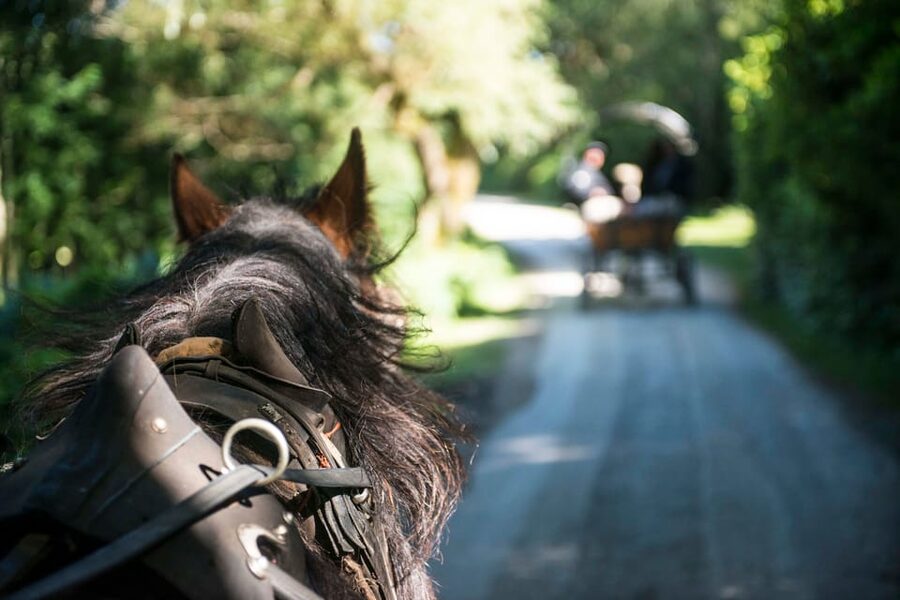 Killarney: Jaunting Car Tour with Afternoon Tea - Oak and Yew Woodland, and Why the Guide’s Stories Matter
