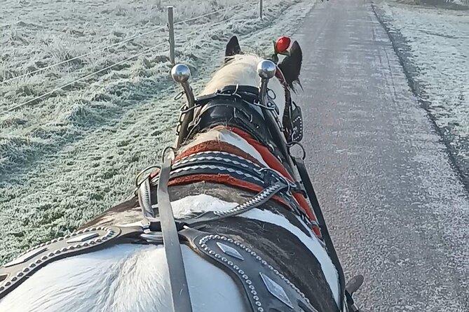 Killarney Jaunting Car Tour - Price and value: what $51 buys in a 1-hour tour