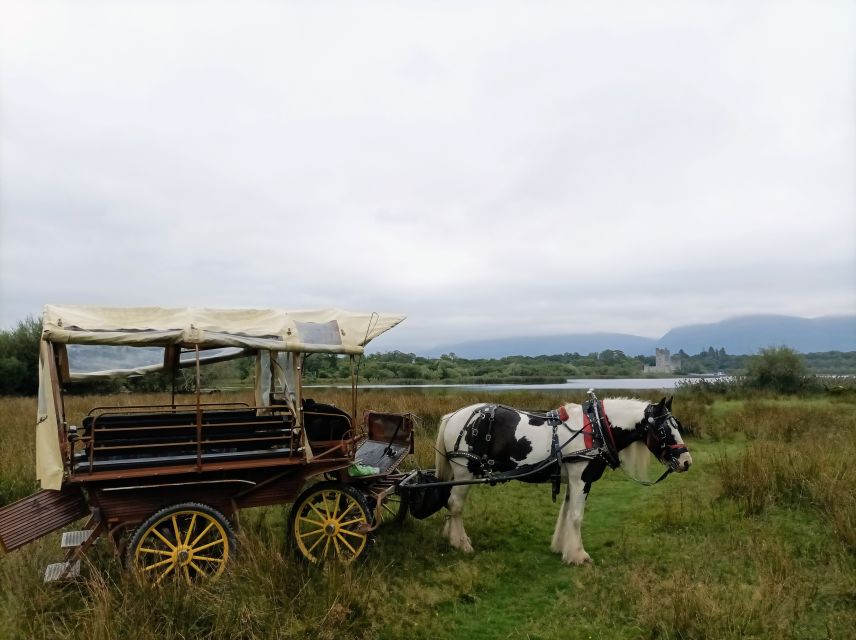 Killarney: Killarney National Park Private Tour - Killarney House and Gardens: quick scenic drive and a wildlife window