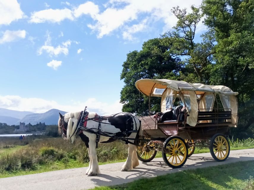 Killarney: Killarney National Park Private Tour - Weather, comfort, and what you should bring for a one-hour ride