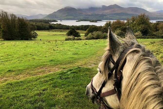 Killarney National Park Horseback Ride. Co Kerry. Guided. 1 hour. - Ballydowny meeting point: getting set before the first step