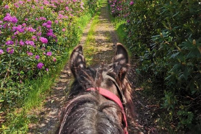 Killarney National Park Horseback Ride. Co Kerry. Guided. 2 hours. - Beginner-Friendly, But With Real Requirements