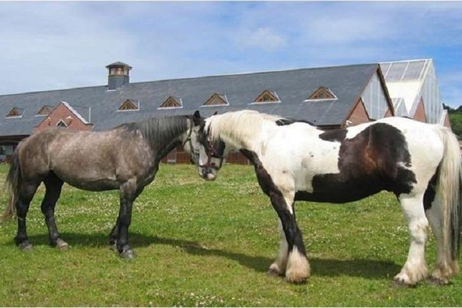 Killarney National Park Horseback Ride. Co Kerry. Guided. 2 hours. - The Small Things That Most Affect Your Enjoyment
