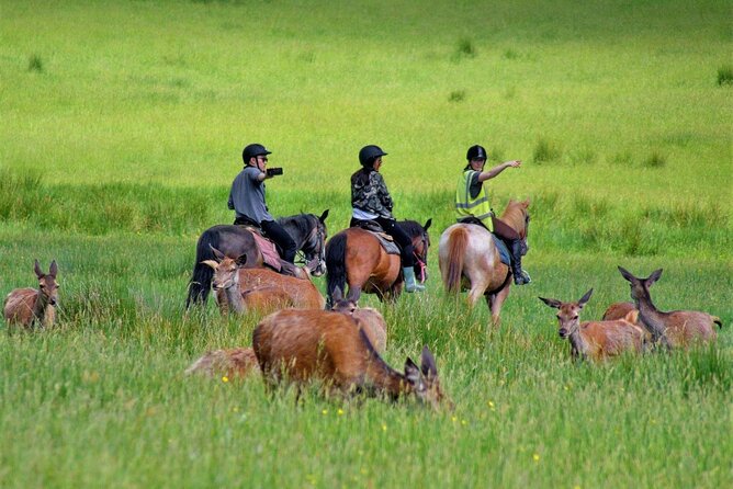 Killarney National Park Horseback Ride. Co Kerry. Guided. 3 hours. - Horse matching basics: skill level, weight limits, and kids