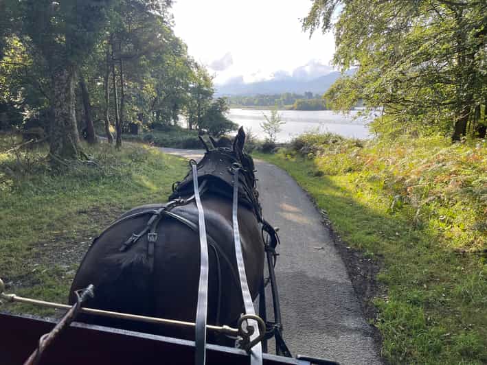 Killarney National Park Jaunting Car Tour - Ross Castle photo stop and the O Donoghue chieftain connection