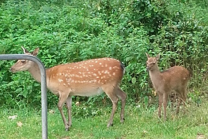 Killarney National Park Tour - From Deenagh Lodge to the lakes, the logistics that actually matter