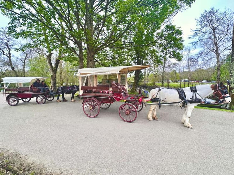 Killarney National Park Tour - The price check: is $51 per person fair for an hour?