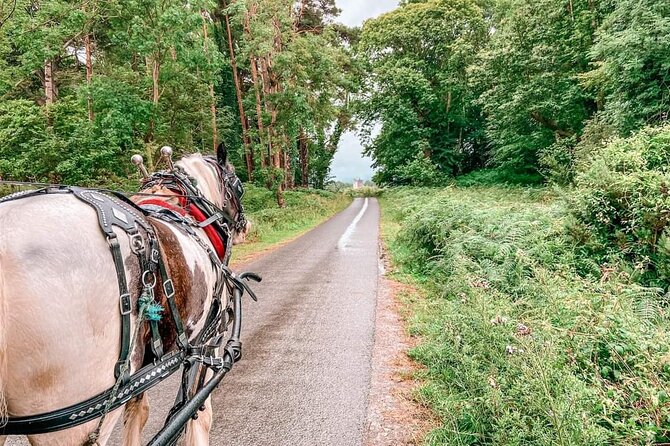 Killarney National Park Tour - Killarney National Park loop: lakes, deer, and that good kind of slow
