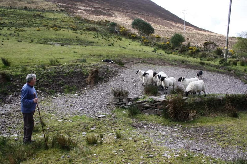 Killarney: Ring of Kerry Bus Tour - Killarney National Park photo stop and wildlife viewing before you head back