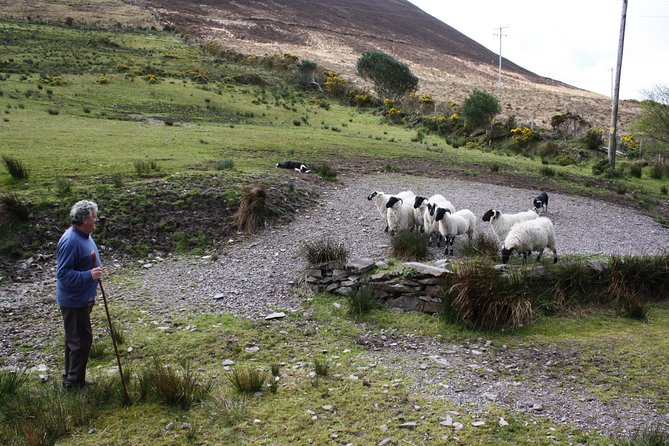 Killarney Super Saver: Dingle and Slea Head Day Trip plus Ring of Kerry and Killarney Lakes Day Trip - Ring of Kerry day: Kells Sheepdogs and the country you came for