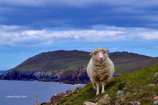 Luxury 'Luck of the Irish' Tour - 4 Day Tour - Luxury starts with the right kind of transport from Dublin