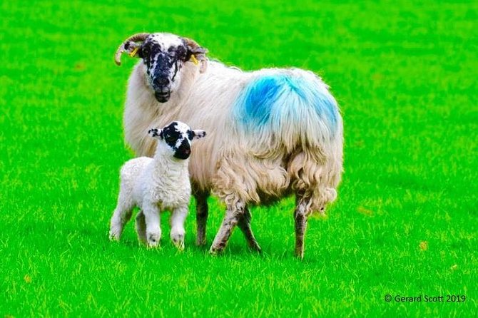 Luxury Photography Day Tour on Ring of Kerry and Skellig Ring - Fully Guided and Chauffeured - Key things that make this a great photo day