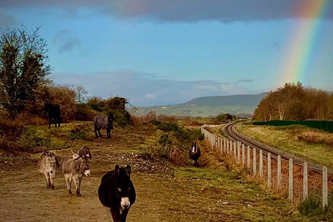 Luxury Photography Day Tour on Ring of Kerry and Skellig Ring - Fully Guided and Chauffeured - Stops that fit your photo wishlist, from wildlife to chocolates