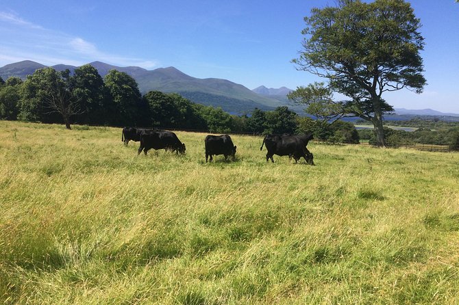 Off the beaten Path Private Tour of Ring of Kerry - The 9:00 am start and how the 8 hours are likely to feel
