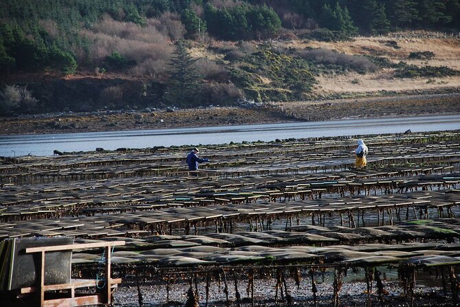 Oyster Farm and Tasting Experience - Why Clifden’s Oyster Farm Beats Usual Sightseeing