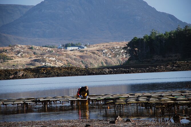 Oyster Farm and Tasting Experience - Tasting Sweet, Creamy, and Slightly Earthy at the Waterline