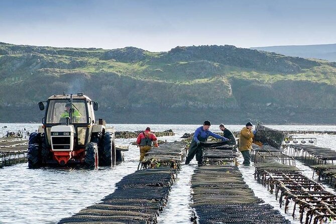 Oyster Farm and Tasting Experience - Arriving at Dawros Beg: What Starts the Experience