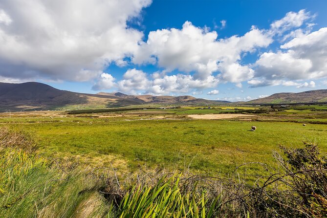 Personalized Full-Day Dingle Peninsula and Slea Head Drive Tour - Killarney pickup, a private van, and a 9:00 am start that works