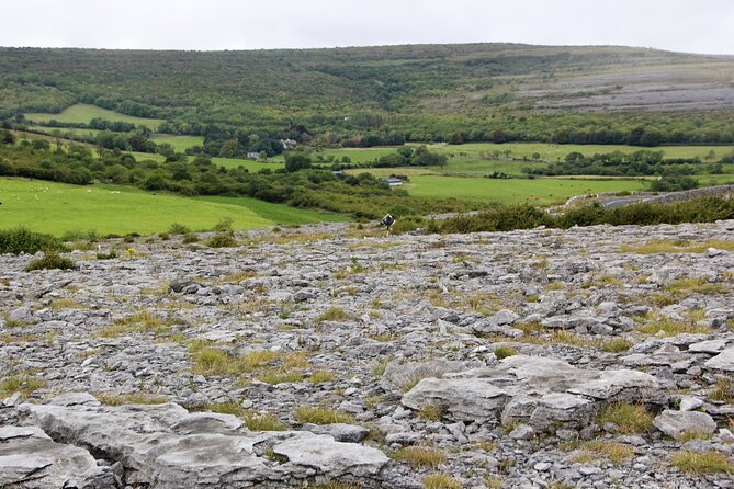 Private Burren and Cliffs of Moher Full Day Tour - Caherconnell stone forts and sheepdog demonstrations: watch the season
