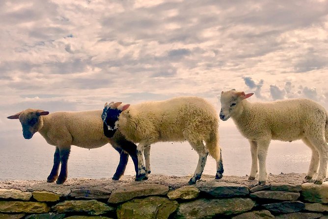 Private Dingle and Slea Head - Key highlights worth marking on your map