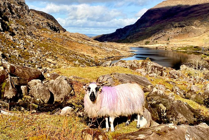 Private Full Day Tour From Killarney - Ring of Kerry/Skellig - Value check: $841.11 per group up to 6