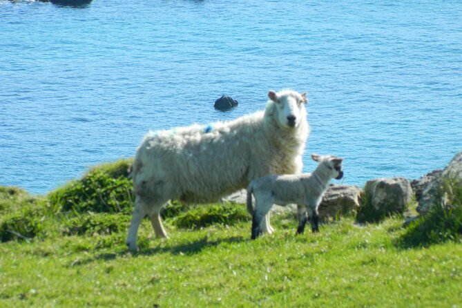 Private Full-Day Tour to Dingle and Slea Head - Conor Pass: The Scenic Drive You Feel in Your Bones