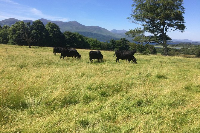 Private Killarney National Park Tour with an accredited chauffeur/guide - Muckross House, Gardens, and Traditional Farms: the calm, curated middle
