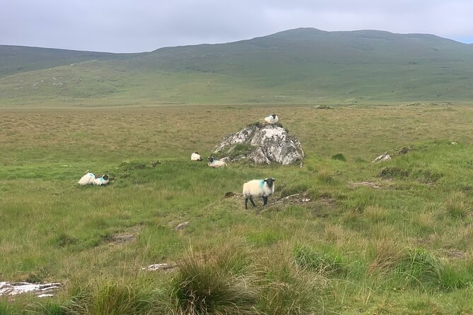 Private Luxury Guided Tour of Connemara from Westport or Ballina - Sky Road and Clifden Bay: the indented coast in plain sight