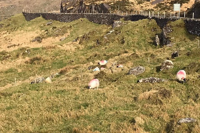 Private Ring of Kerry luxury tour with accredited guide - Stop 2: Kerry Cliffs optional walk, pay if you want the full view
