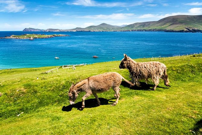Private tour of Dingle and Slea Head with accredited guide - Gallarus Oratory: the guided culture stop that breaks the scenery loop