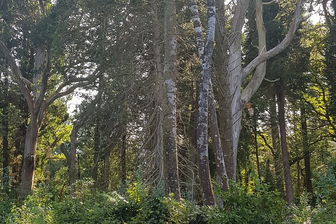 Private Tour: Ring of Beara from Kenmare. - Molly Gallivan’s Cottage and Traditional Farm for folklore you can see