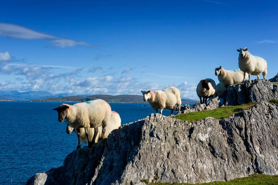 Private Wild Atlantic Day Tour from Cork - What $670 per group gets you from Cork