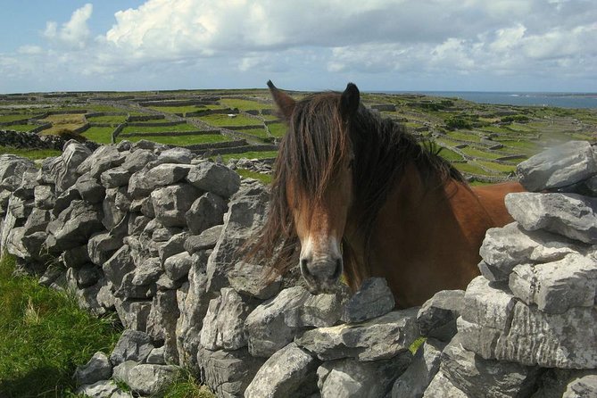 Ring of Kerry Day Tour from Cork: Including Killarney National Park - Dingle Bay viewpoints: Skellig Rocks and Inch Beach photo breaks