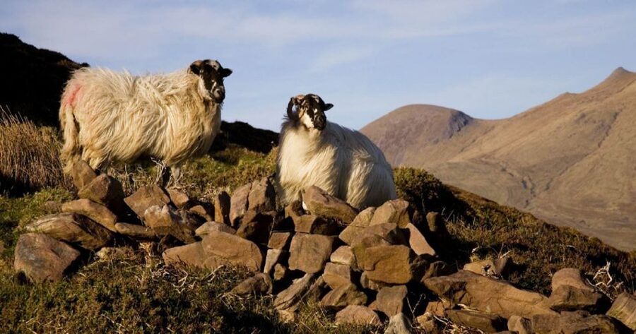 Ring of Kerry Full-Day Tour from Limerick - Sneem: the colorful village intermission you actually need