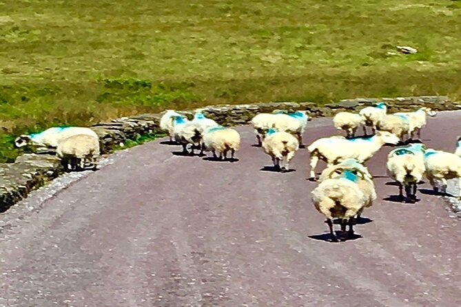 Ring of Kerry private Tour from Killarney, Car or minibus - Killarney National Park Highlights: Molls Gap, Ladies View, and the Lakes Moment