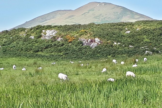 Ring of Kerry & Skellig Ring - Private Tour - Stop 3, Kerry Cliffs: Skellig Islands and Puffin Island viewpoints