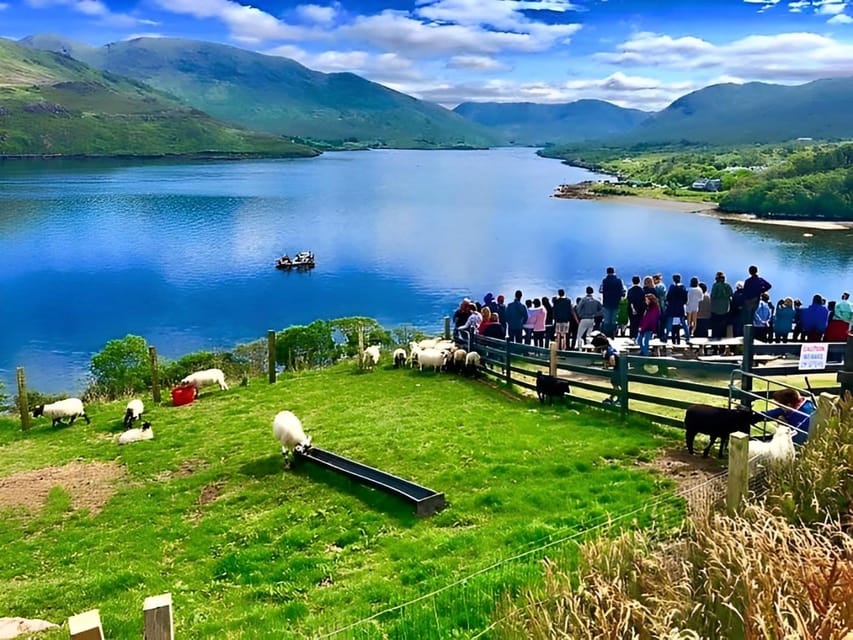 Sheepdog herding demo on working sheep farm. Galway. Guided. - A working Connemara farm experience, not a museum stop