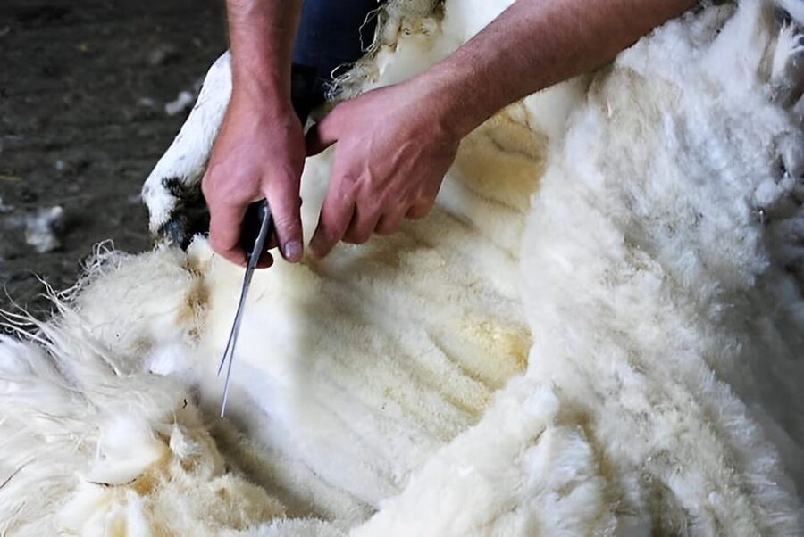 Sheepdog herding demo on working sheep farm. Galway. Guided. - Sheep shearing in summer, and why it’s more than a show