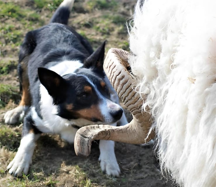 Sheepdog herding demo on working sheep farm. Galway. Guided. - The farm walk and why the views matter