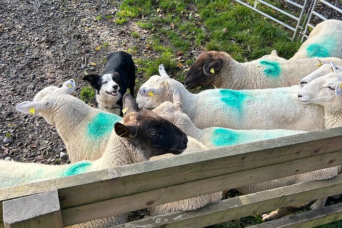 Sheepdogs in the countryside, authentic Dubliners city tour combo - Jameson Distillery Bow St: whiskey time that still feels manageable