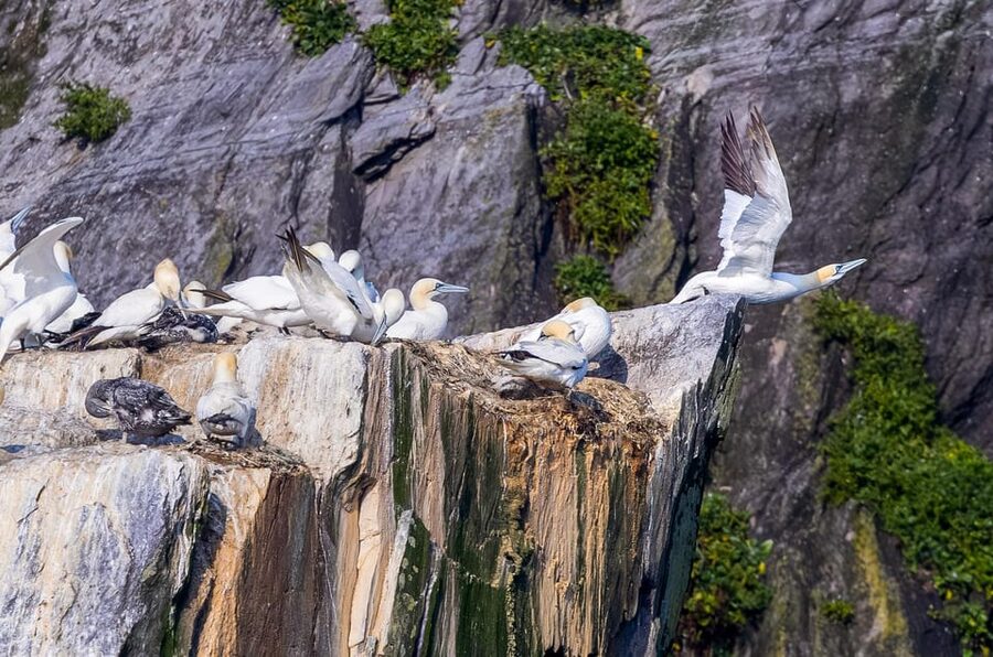 Skellig Michael: Skellig Sightseeing Cruise with AquaTerra - Who this tour suits best (and who should skip it)