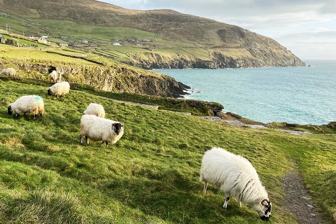 Slea Head Photo & Sightseeing Tour - Price and what you’re really buying for $114.14