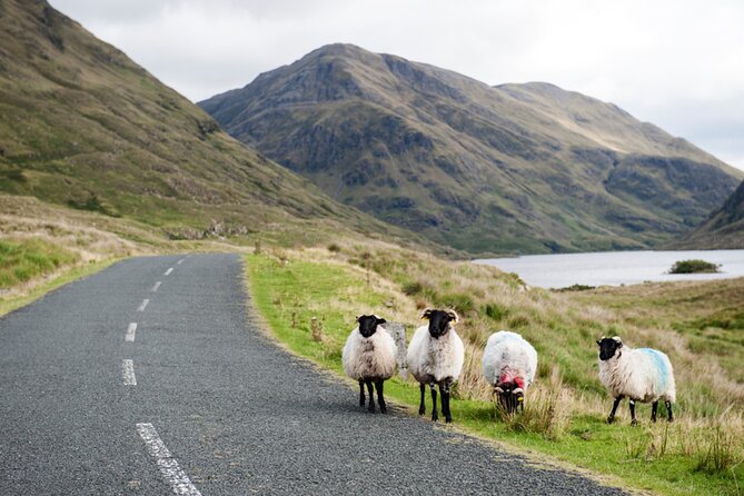 Small Group Kylemore Abbey, Sheepdog Demo & Connemara Tour - Guides make or break it, and the narration here matters