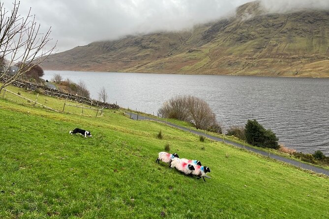 Small Group Kylemore Abbey, Sheepdog Demo & Connemara Tour - What to pack and how to make the most of your time