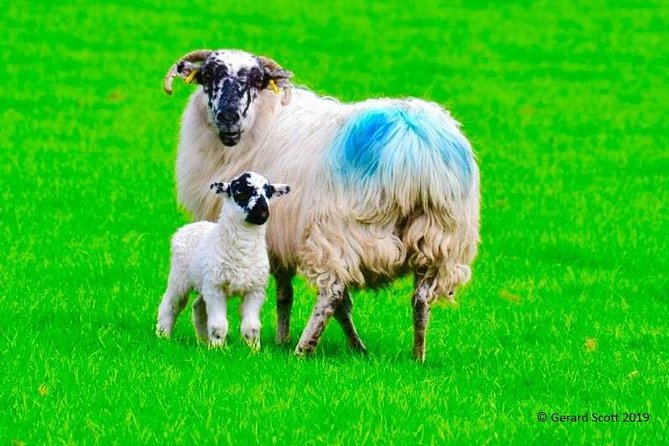 The Best Two Day Tours in Ireland: The Ring of Kerry and Dingle Slea Head Tours - Two Days, Two Peninsulas: What You Get in Plain Terms