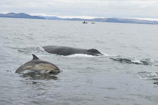 The Great Blasket Island Experience - Premium Tour - Speed, wildlife, and why Dingle Bay is the star