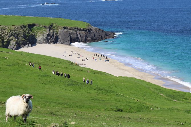 The Great Blasket Island Experience - Premium Tour - Meeting Fungie and running the bay at speed