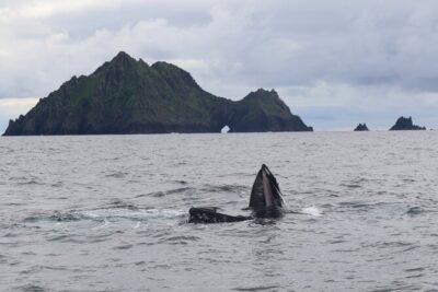 The Great Blasket Island Experience – Premium Tour